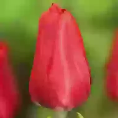 Ruby Prince